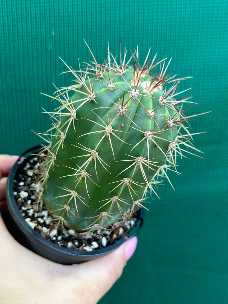 Melocactus Azureus