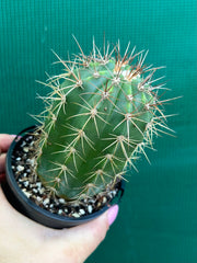 Melocactus Azureus