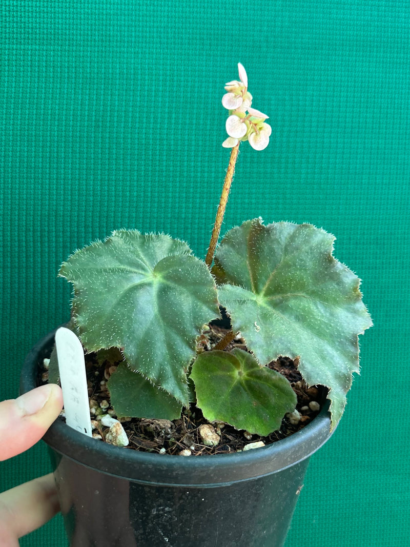 Begonia ‘RB Hybrid 653’