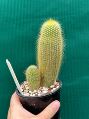 Echinopsis ‘Golden Torch’ NEW