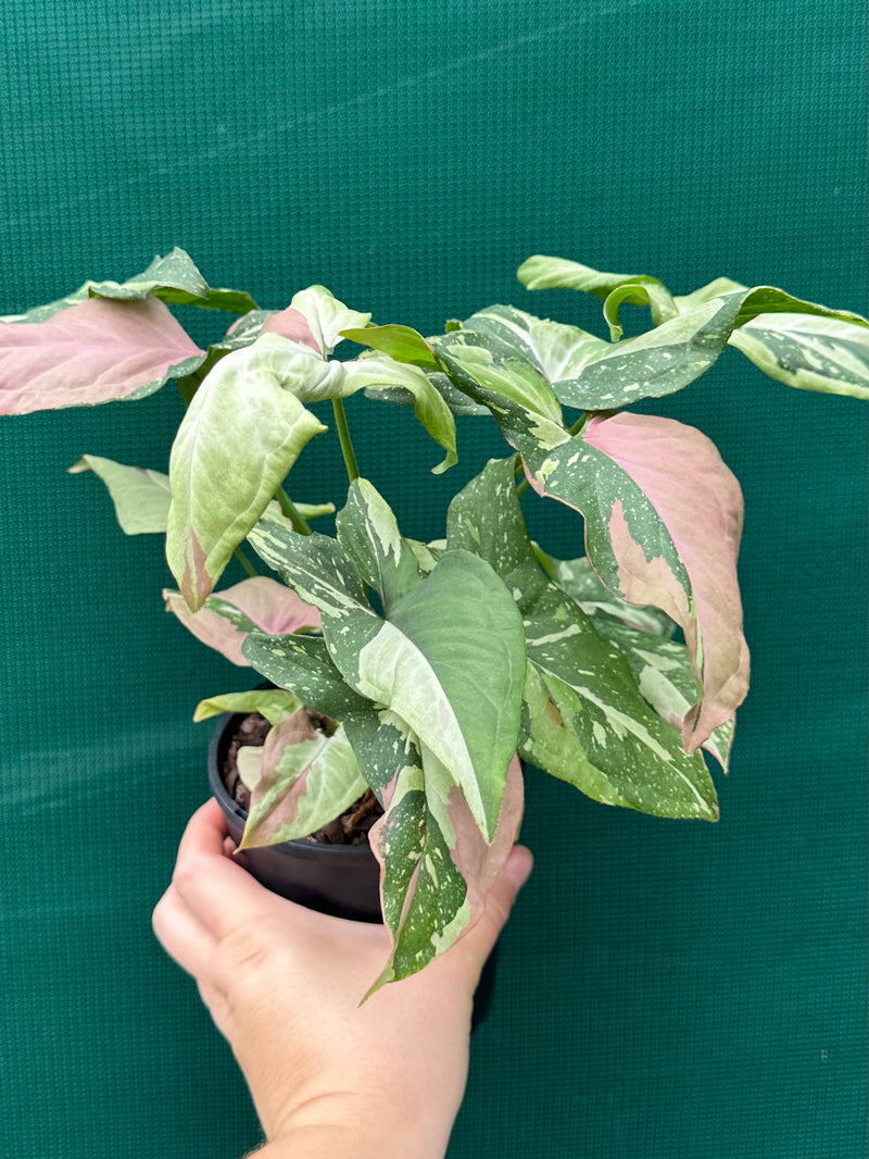 Syngonium ‘Red Spot Tri-Colour’