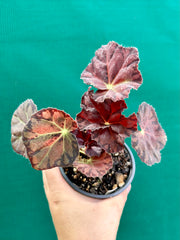 Begonia ‘Meteor’ NEW