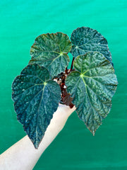 Begonia ‘Longicilata x Tsunami’