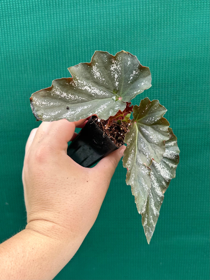 Begonia ‘Coccinea Tree Pink’