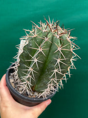 Melocactus Zehntneri NEW