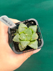 Haworthia ‘Ice City’ NEW