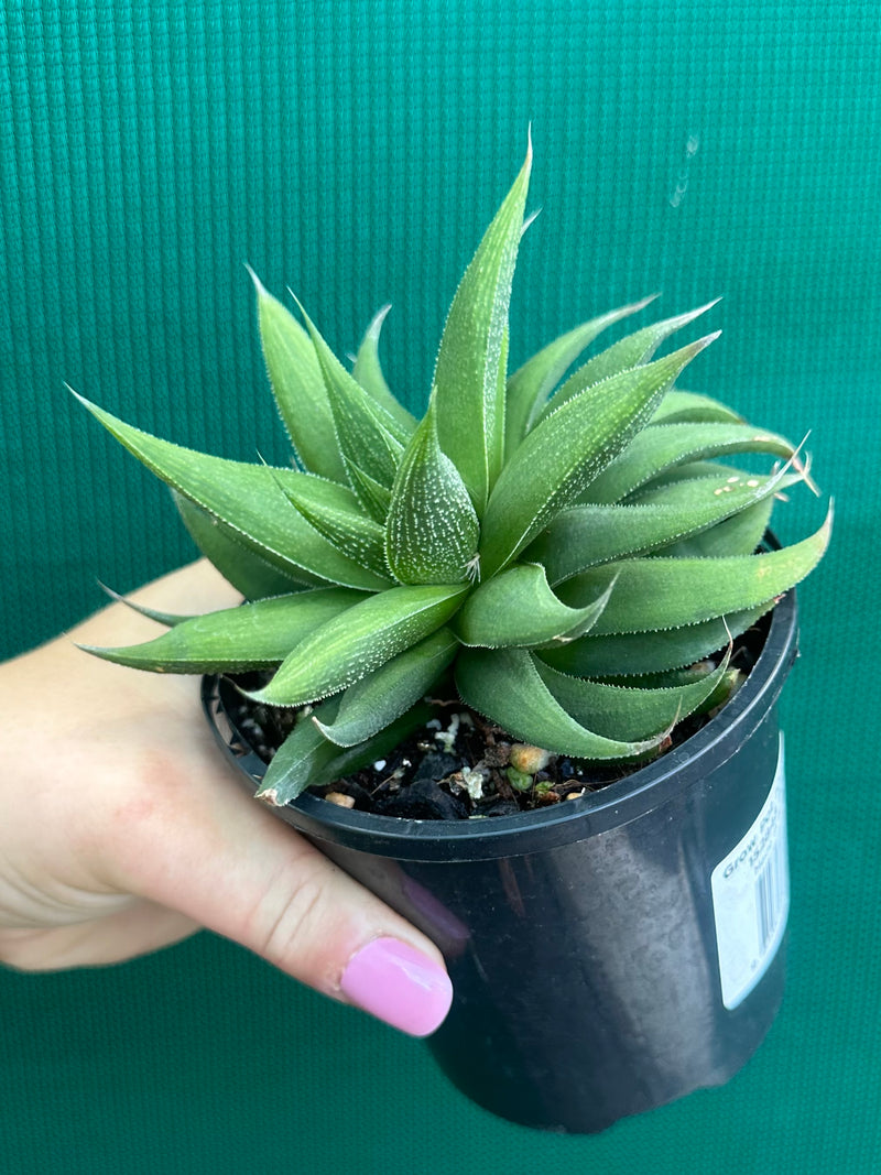 Haworthia Hybrid CV ‘Sandpaper’