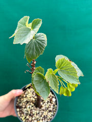 Begonia dipetala