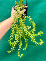 Phlegmariurus Phlegmarioides Fiji Layered Tassel Fern NEW