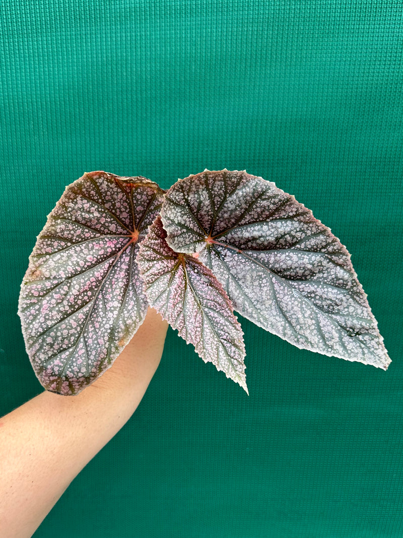 Begonia ‘Maurice Amey’