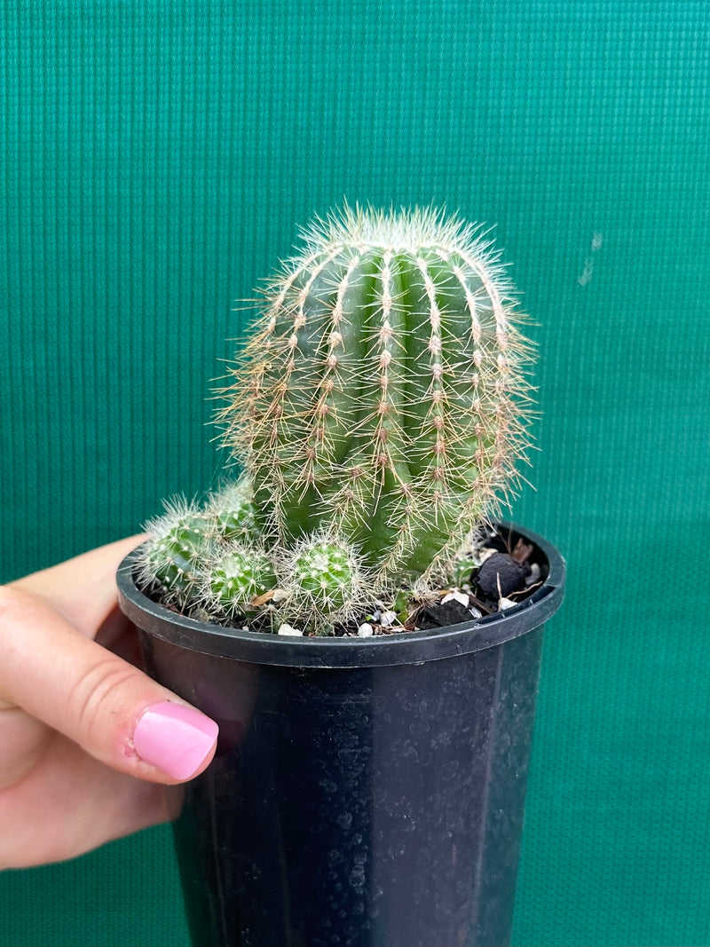 Notocactus magnificus