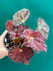 Begonia ‘Meteor’ NEW