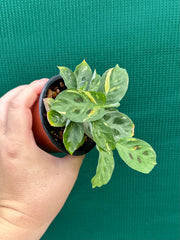 Variegated Maranta Leuconeura