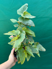 Begonia ‘Kathleen Myer’ NEW