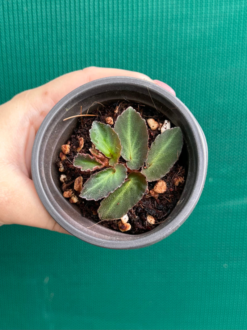 Begonia thelmae (species) NEW