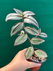 Tradescantia ‘Zebrina’