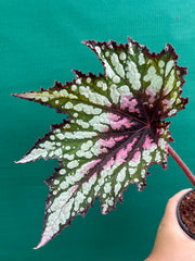 Begonia ‘Fiery Heart’ NEW