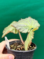 Begonia ‘Blanche’