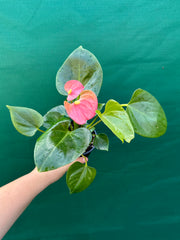 Anthurium NOID 3 NEW