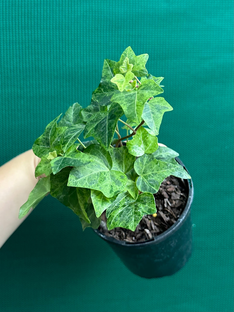 Hedera Ivy ‘Stardust’