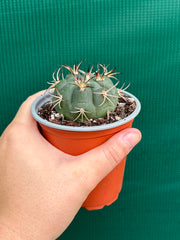 gymnocalycium (assorted)