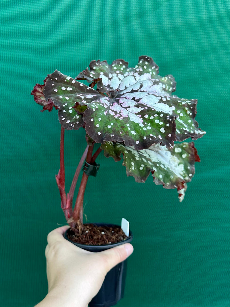 Begonia ‘Wild Fire’ NEW