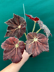 Begonia ‘Brad Thompson’ NEW