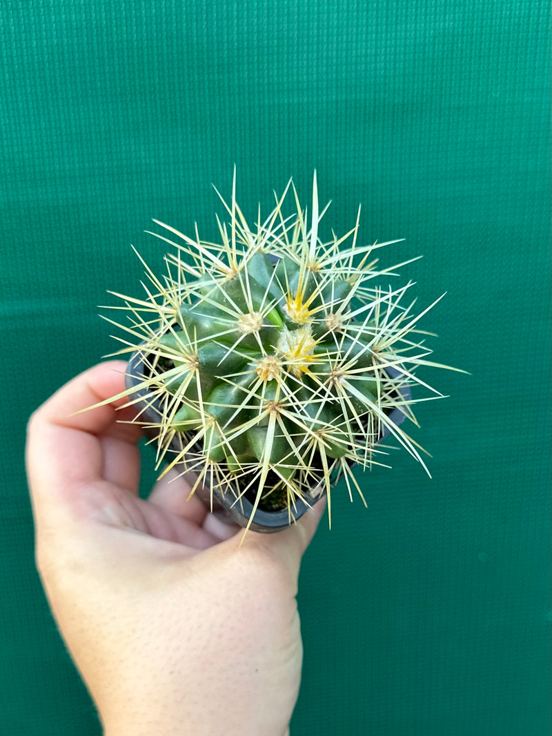 Golden Barrel Cactus