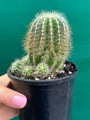 Notocactus magnificus