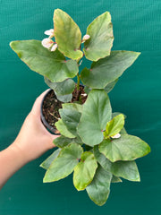 Begonia ‘Kathleen Myer’