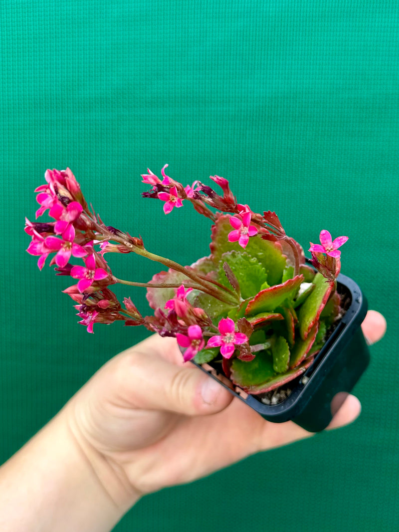 Kalanchoe blossfeldiana NEW