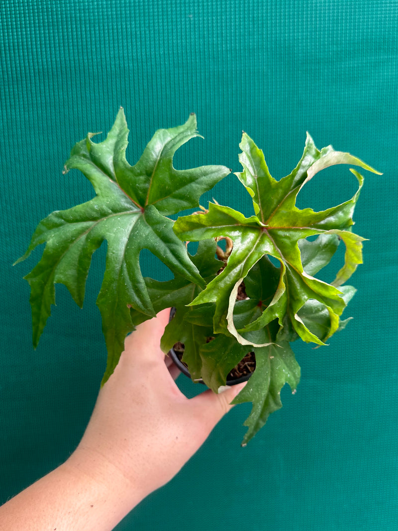 Begonia crassicaulis (species) NEW