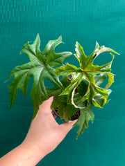 Begonia crassicaulis (species) NEW