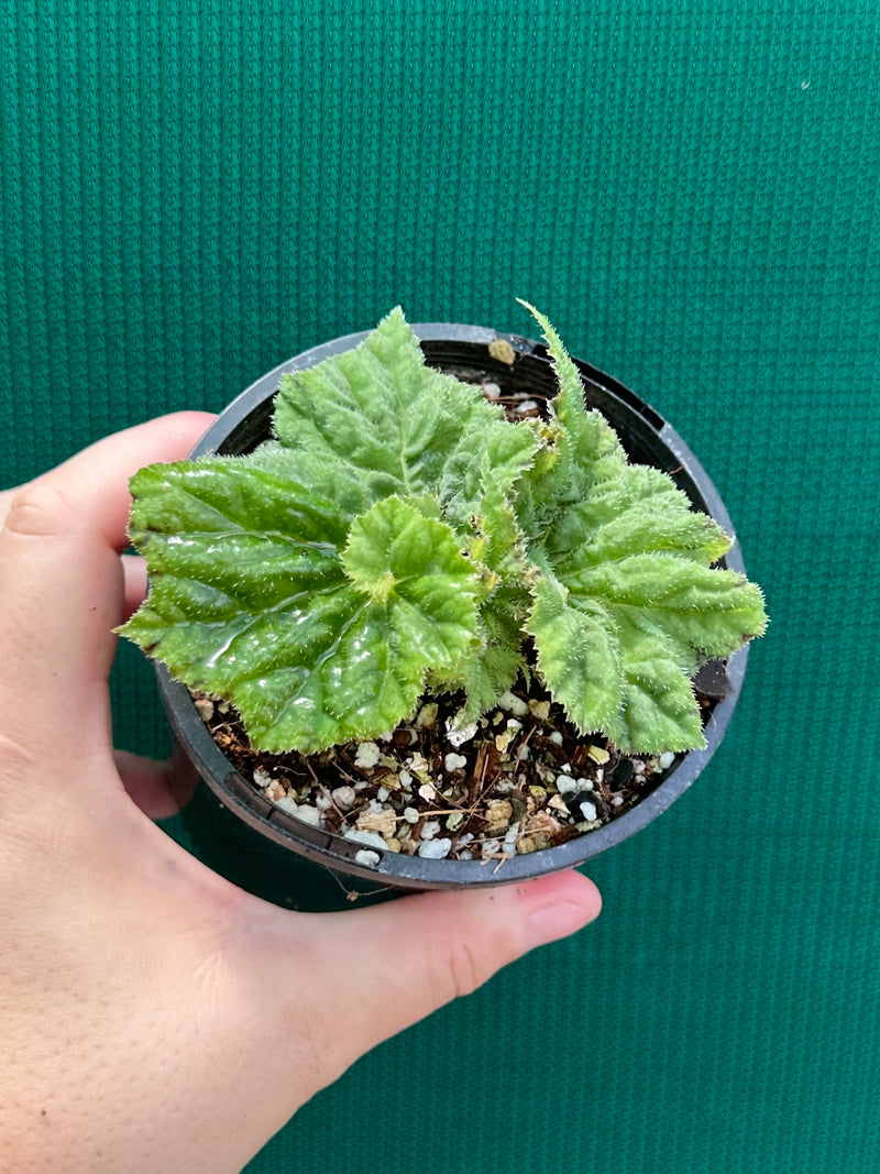 Begonia ‘Xanadu’