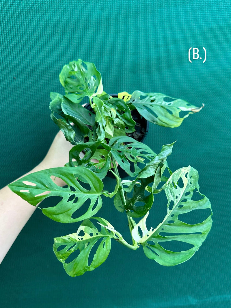 Monstera ‘Adansonii’ Variegated Albo NEW