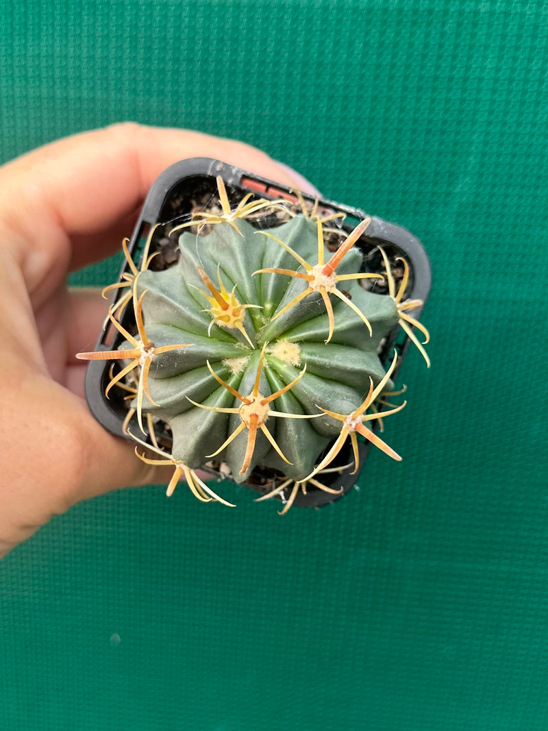 ferocactus latispinus