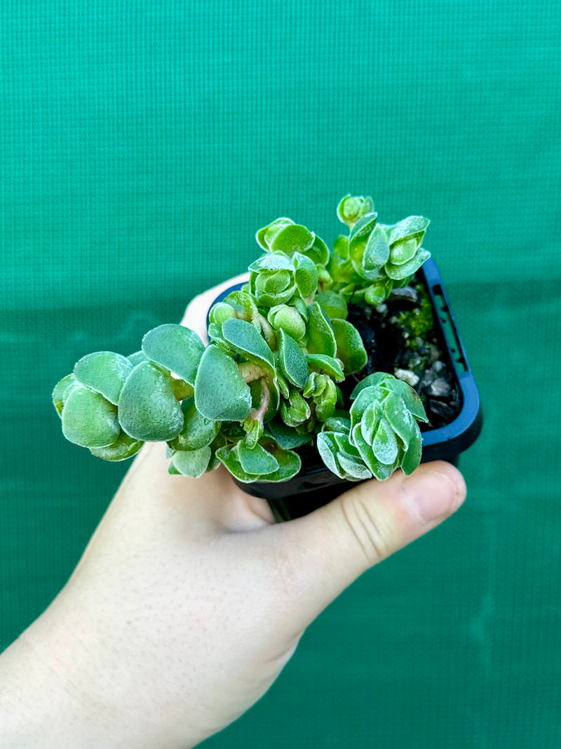 Crassula ‘Ivory Pagoda’