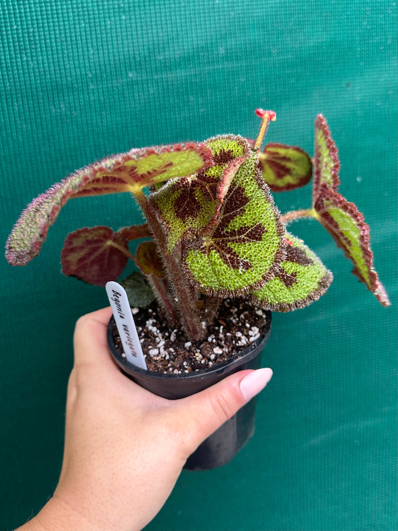 Begonia variegata