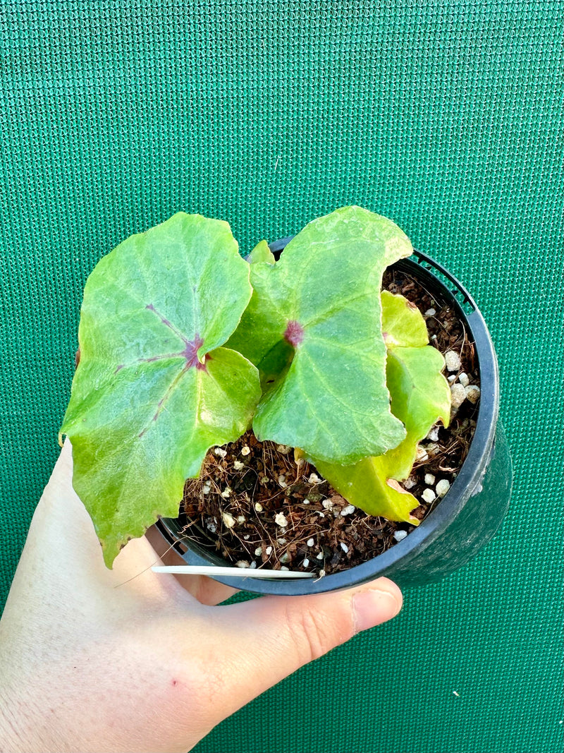 Begonia ‘Bleeding Heart’