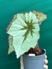 Begonia ‘Silver Anniversary’ NEW