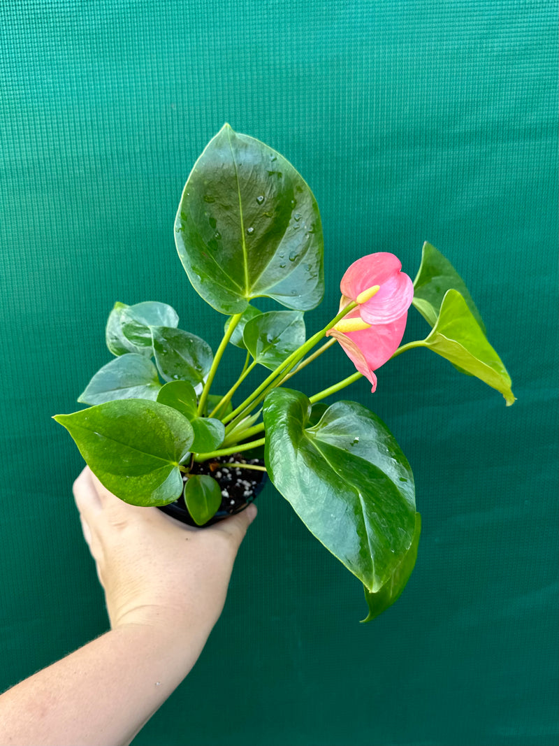 Anthurium NOID 3 NEW