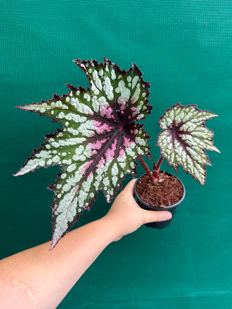 Begonia ‘Fiery Heart’ NEW