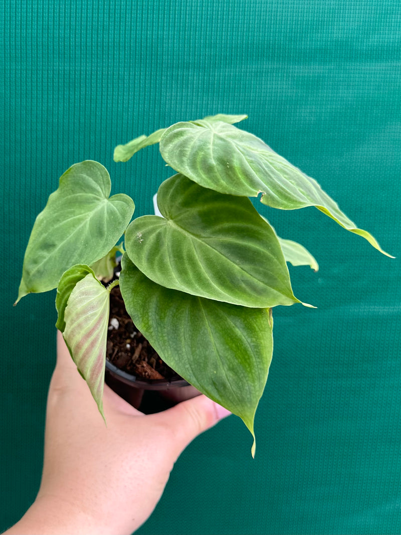 Philodendron Verrucosum