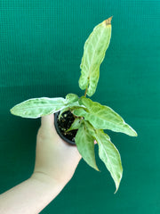 Syngonium ‘Zebrina’