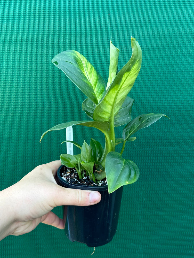 Dieffenbachia ‘Marianne’