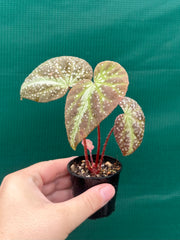 Begonia lavata NEW