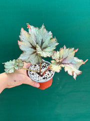 Begonia NOID 65 NEW