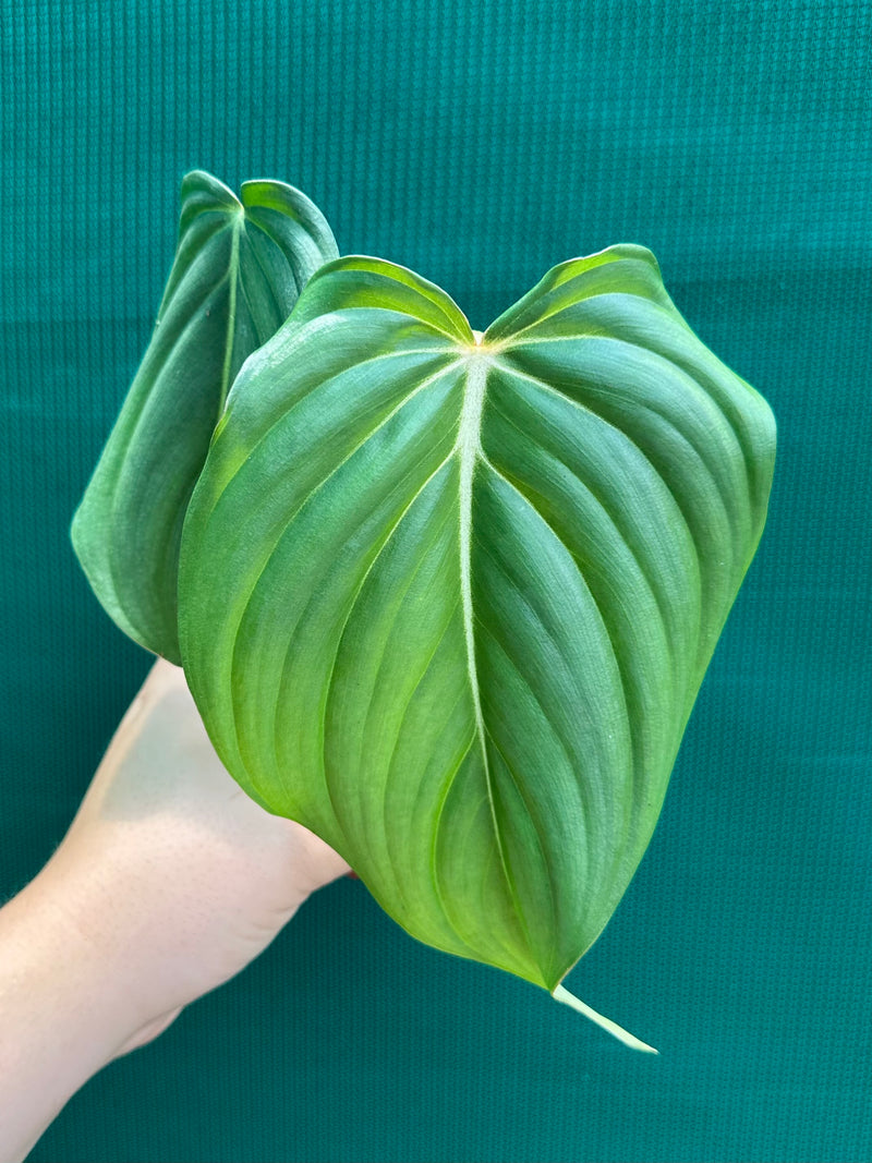 Philodendron ‘Pastazanum x Gloriosum’