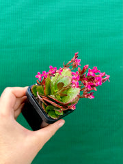 Kalanchoe blossfeldiana NEW