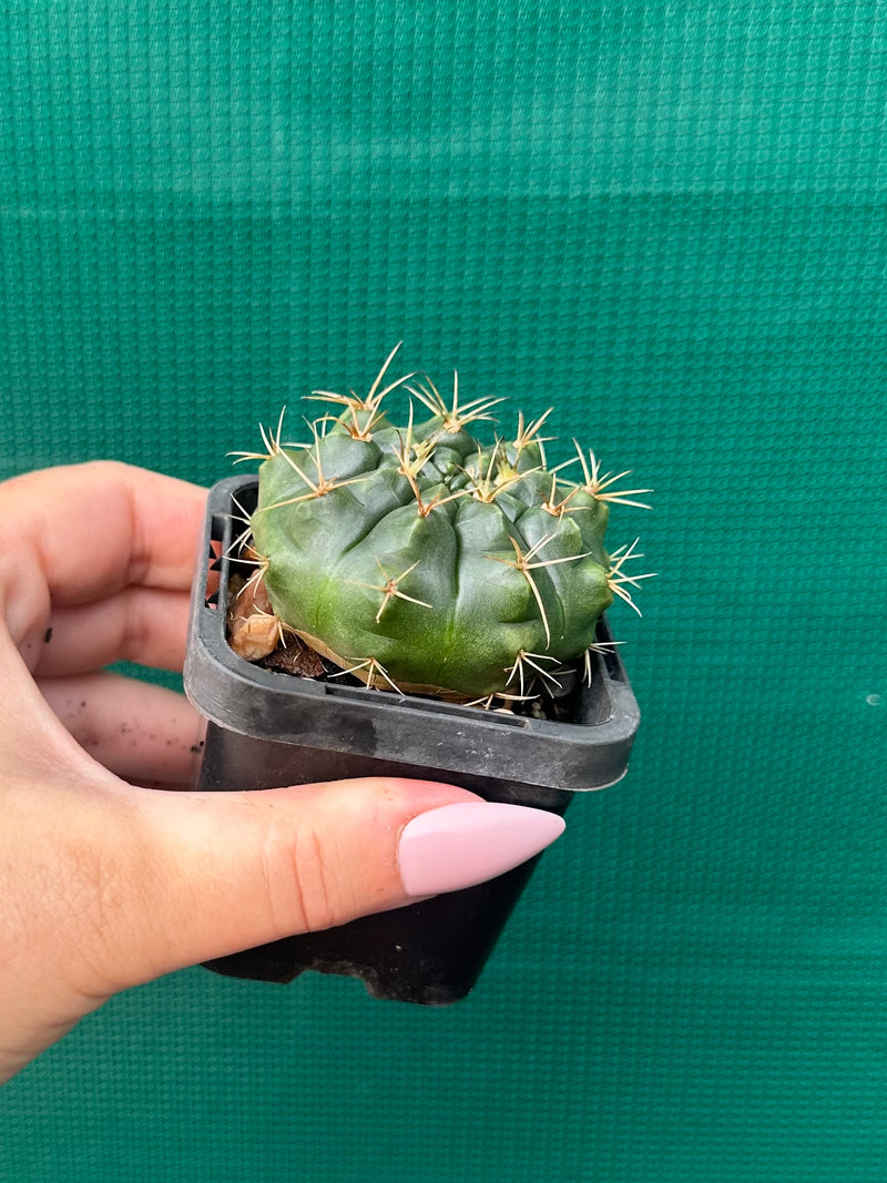 Glymnocalycium